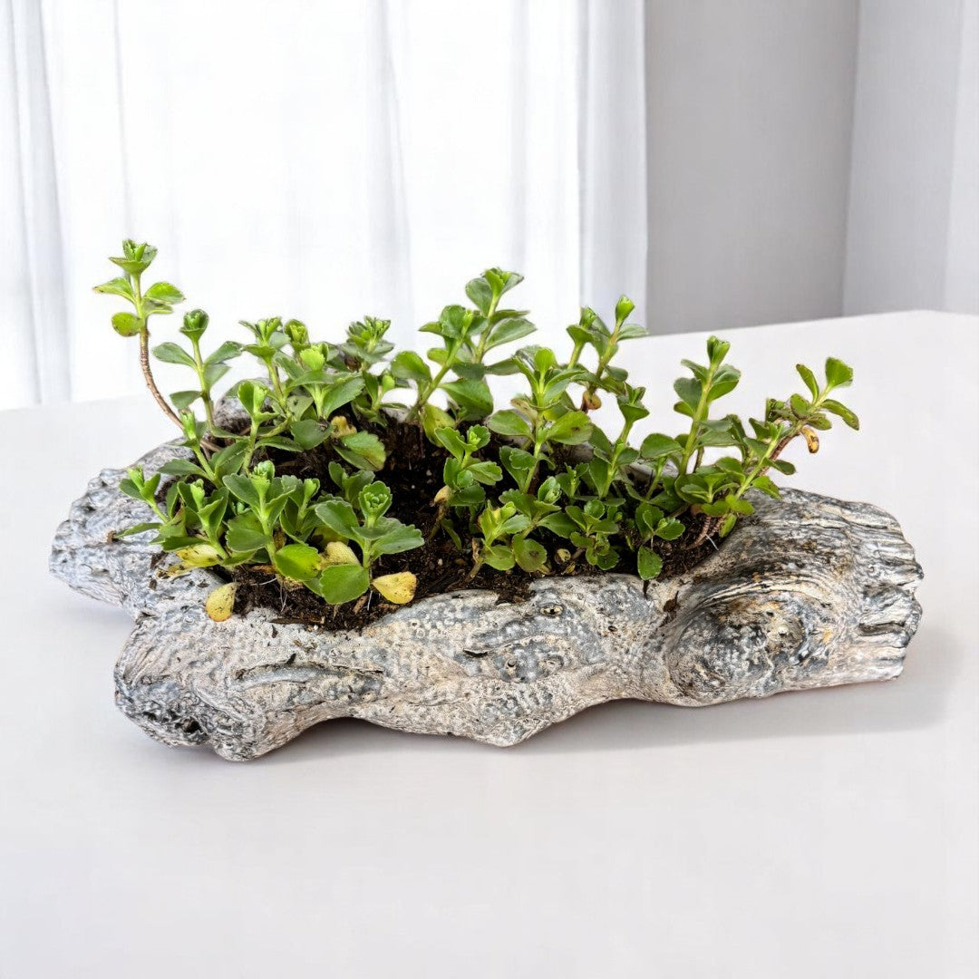 Oakes Cement Planter, Unique Driftwood-Inspired Design, 15"L x 6.5"W x 3.1"H