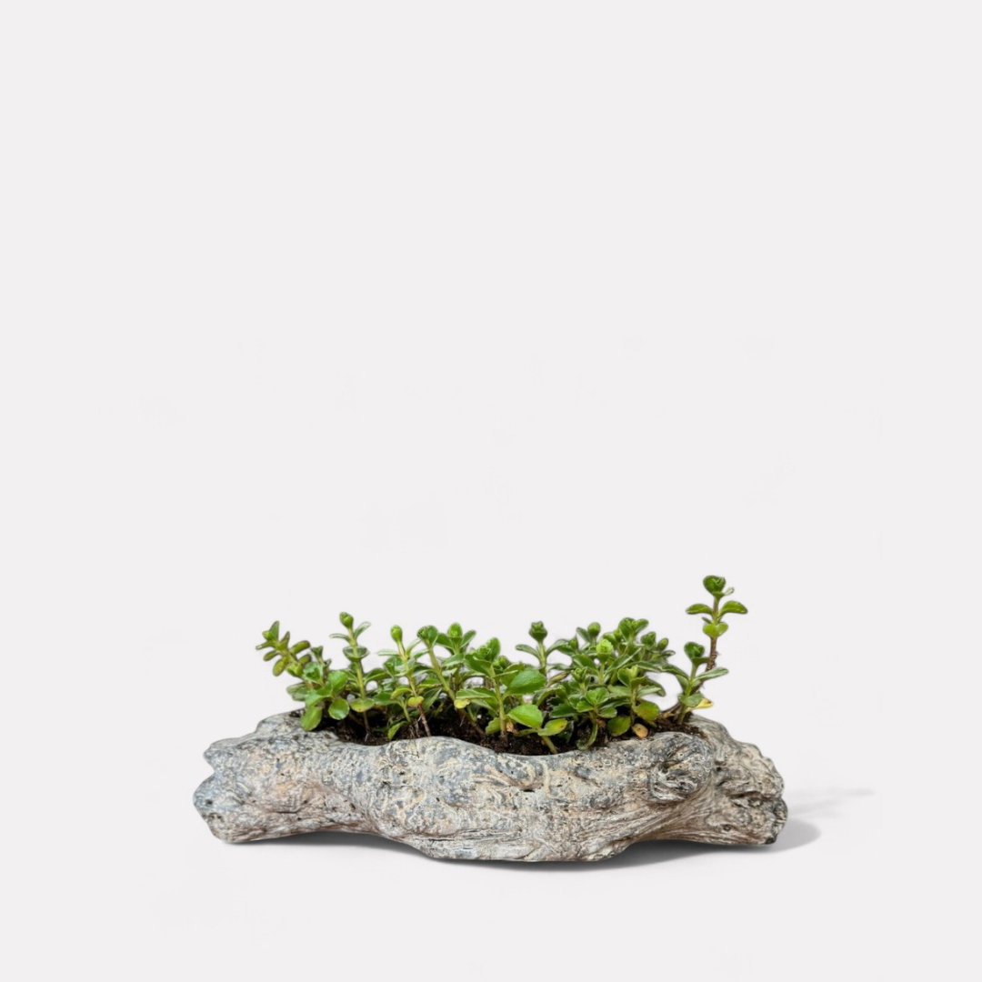 Oakes Cement Planter, Unique Driftwood-Inspired Design, 15"L x 6.5"W x 3.1"H