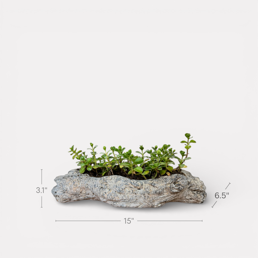 Oakes Cement Planter, Unique Driftwood-Inspired Design, 15"L x 6.5"W x 3.1"H
