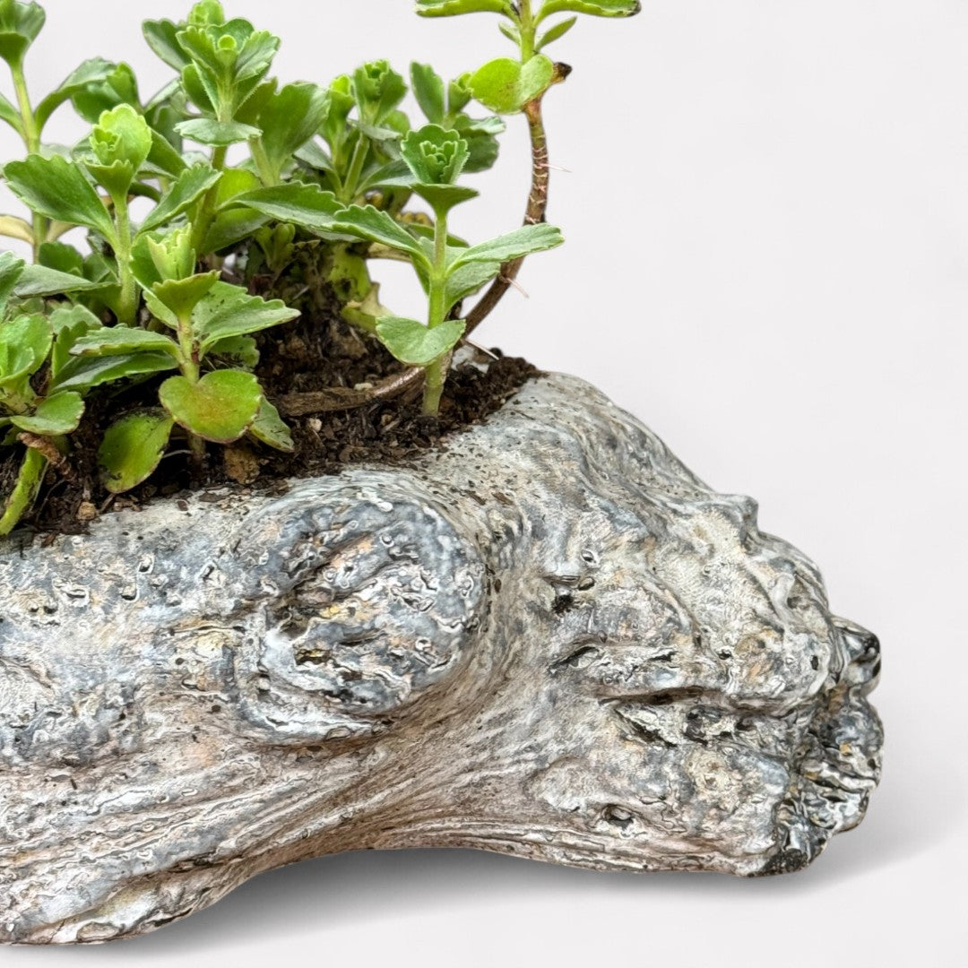 Oakes Cement Planter, Unique Driftwood-Inspired Design, 15"L x 6.5"W x 3.1"H