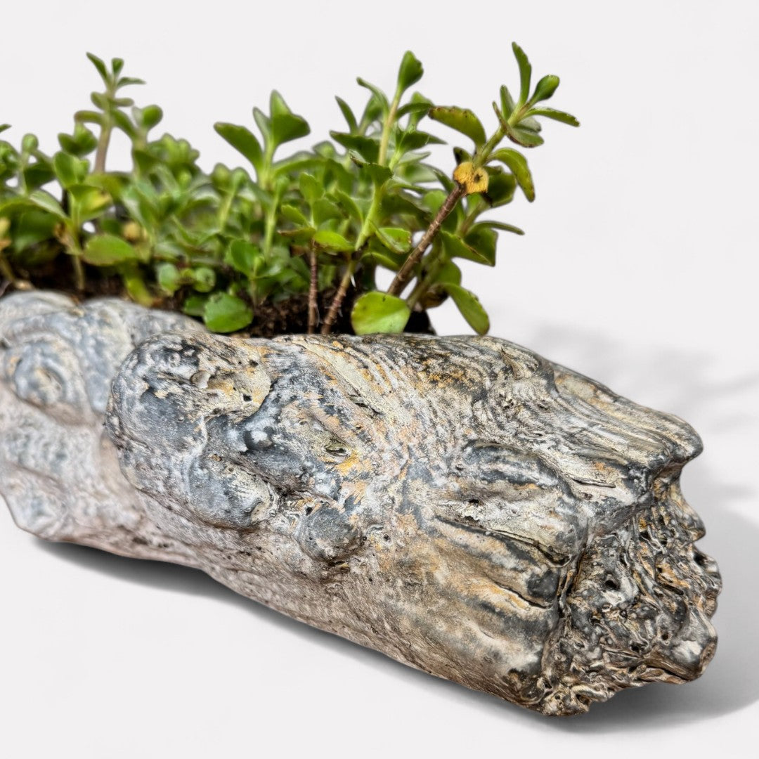 Oakes Cement Planter, Unique Driftwood-Inspired Design, 15"L x 6.5"W x 3.1"H