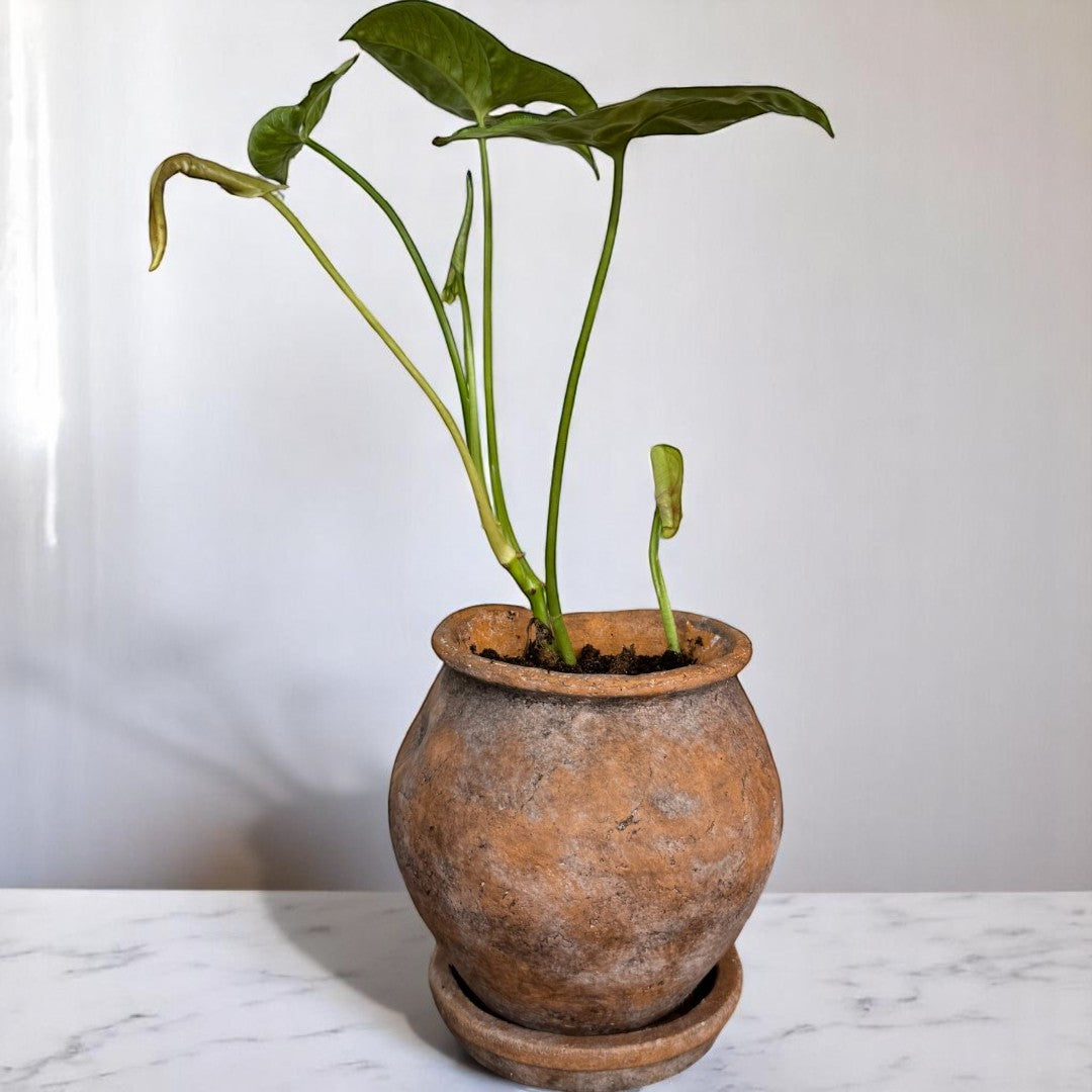 Odyssey Planter with Dish, Cement Pot in Natural Terracotta, 6"D x 6.5"H