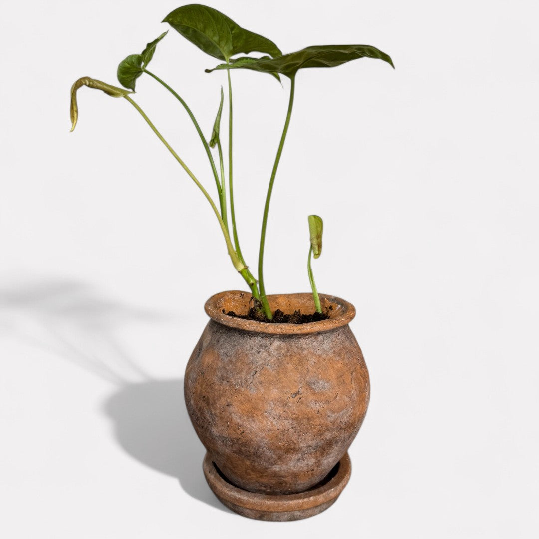 Odyssey Planter with Dish, Cement Pot in Natural Terracotta, 6"D x 6.5"H