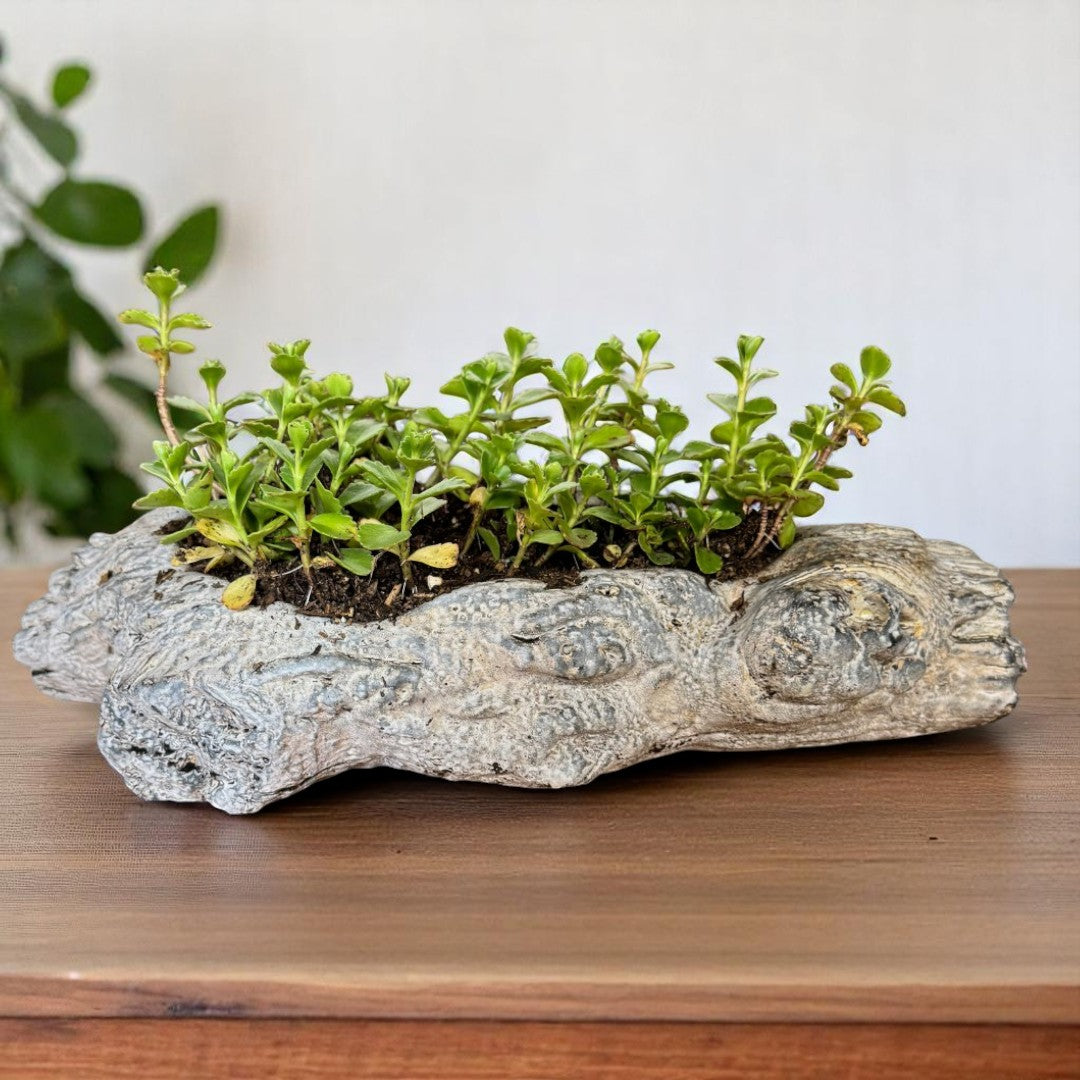 Oakes Cement Planter, Unique Driftwood-Inspired Design, 15"L x 6.5"W x 3.1"H