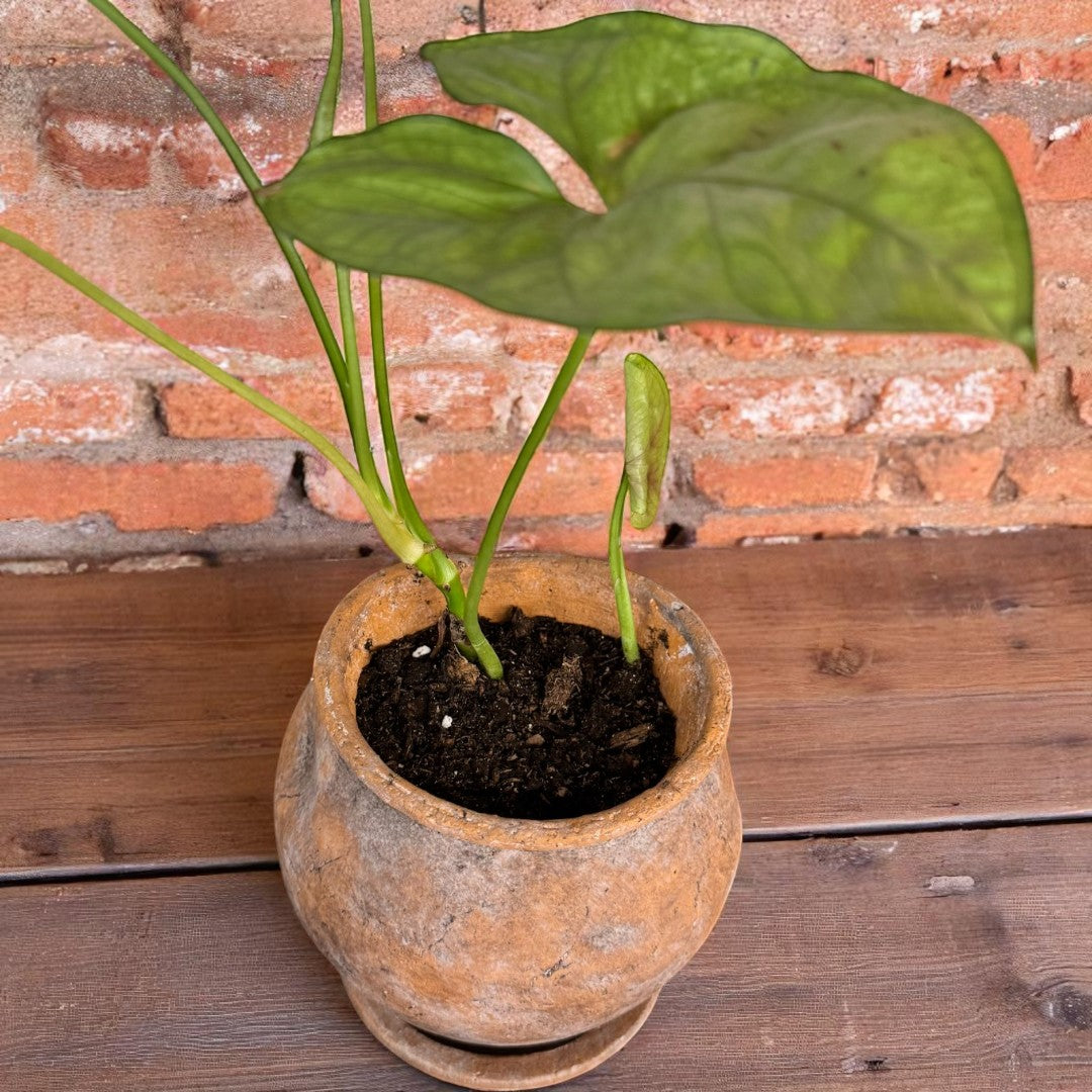 Odyssey Planter with Dish, Cement Pot in Natural Terracotta, 6"D x 6.5"H