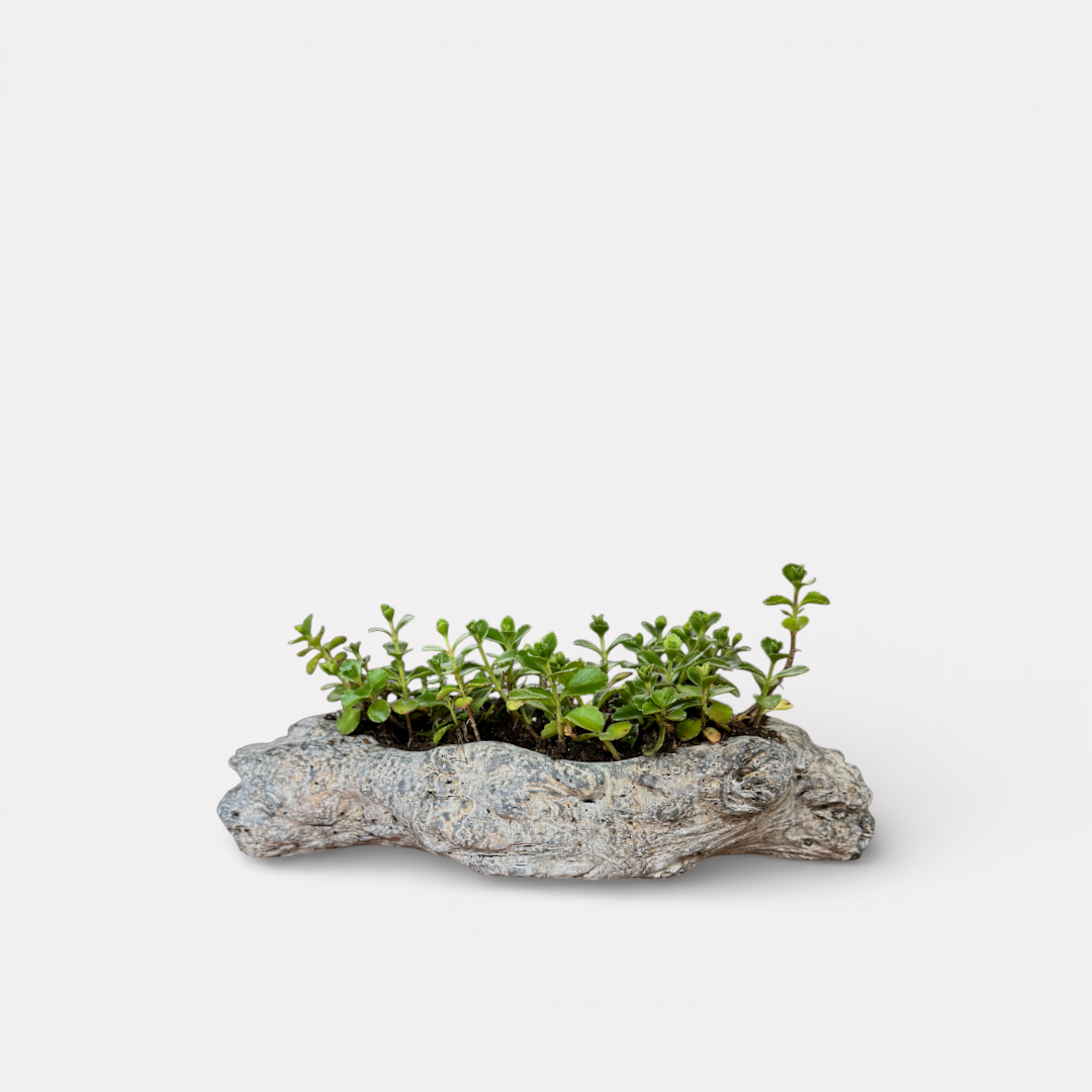 Oakes Cement Planter, Unique Driftwood-Inspired Design, 15"L x 6.5"W x 3.1"H