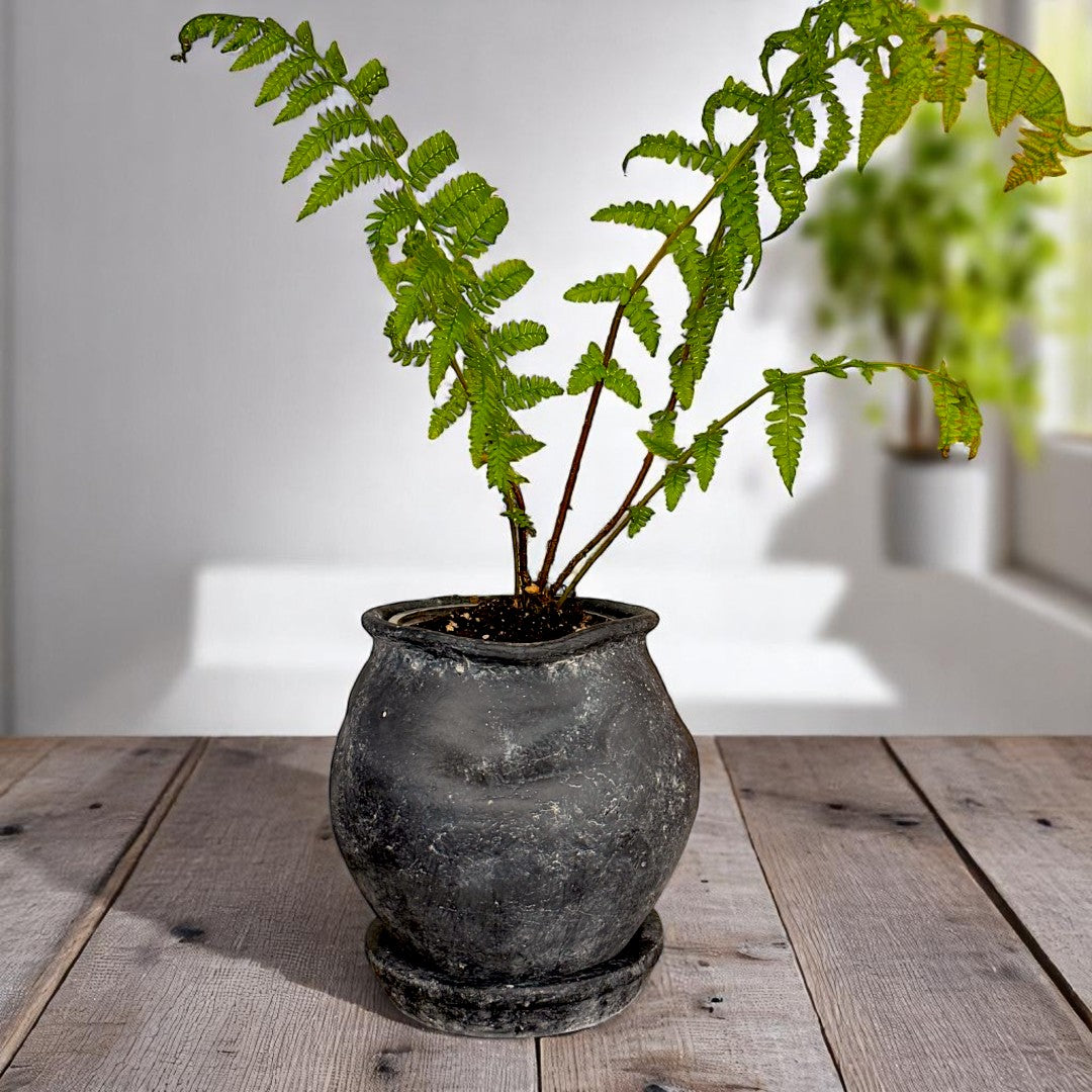 Odyssey Planter with Dish and Drainage Hole, Cement Pot in Weathered Black, 6"D x 6.5"H