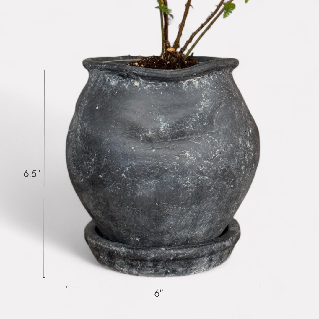 Odyssey Planter with Dish and Drainage Hole, Cement Pot in Weathered Black, 6"D x 6.5"H