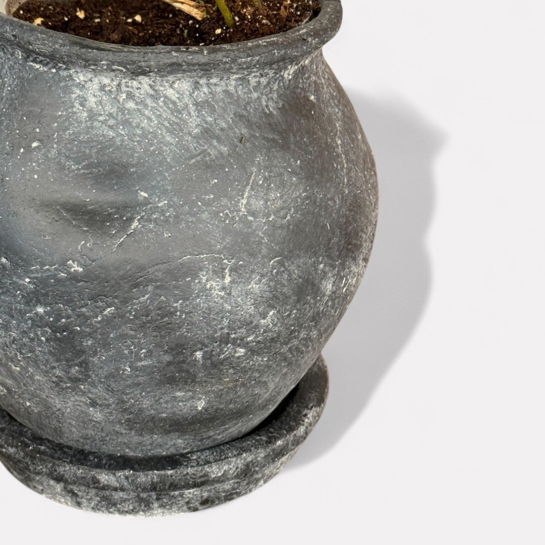 Odyssey Planter with Dish and Drainage Hole, Cement Pot in Weathered Black, 6"D x 6.5"H