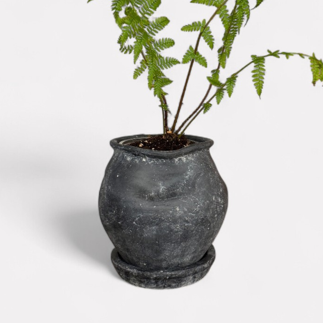 Odyssey Planter with Dish and Drainage Hole, Cement Pot in Weathered Black, 6"D x 6.5"H