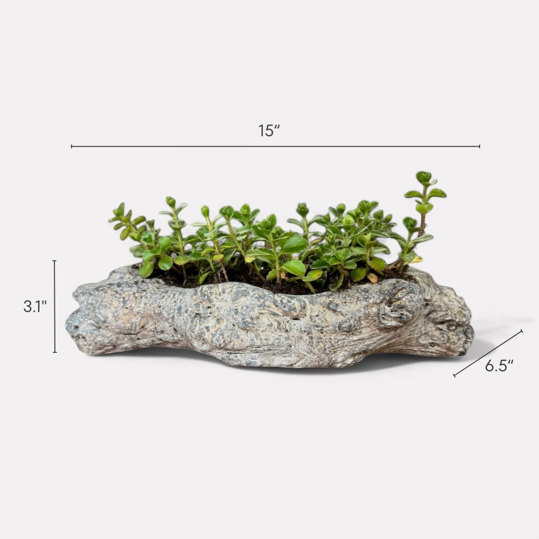 Oakes Cement Planter, Unique Driftwood-Inspired Design, 15"L x 6.5"W x 3.1"H