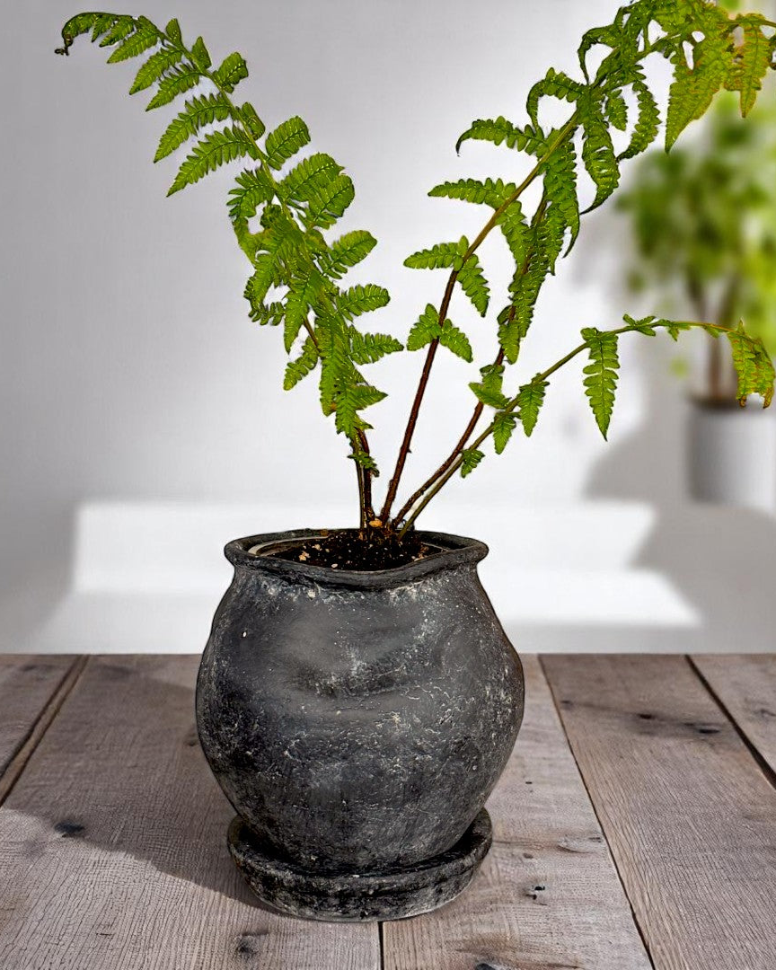 Odyssey Planter with Dish and Drainage Hole, Cement Pot in Weathered Black, 6"D x 6.5"H