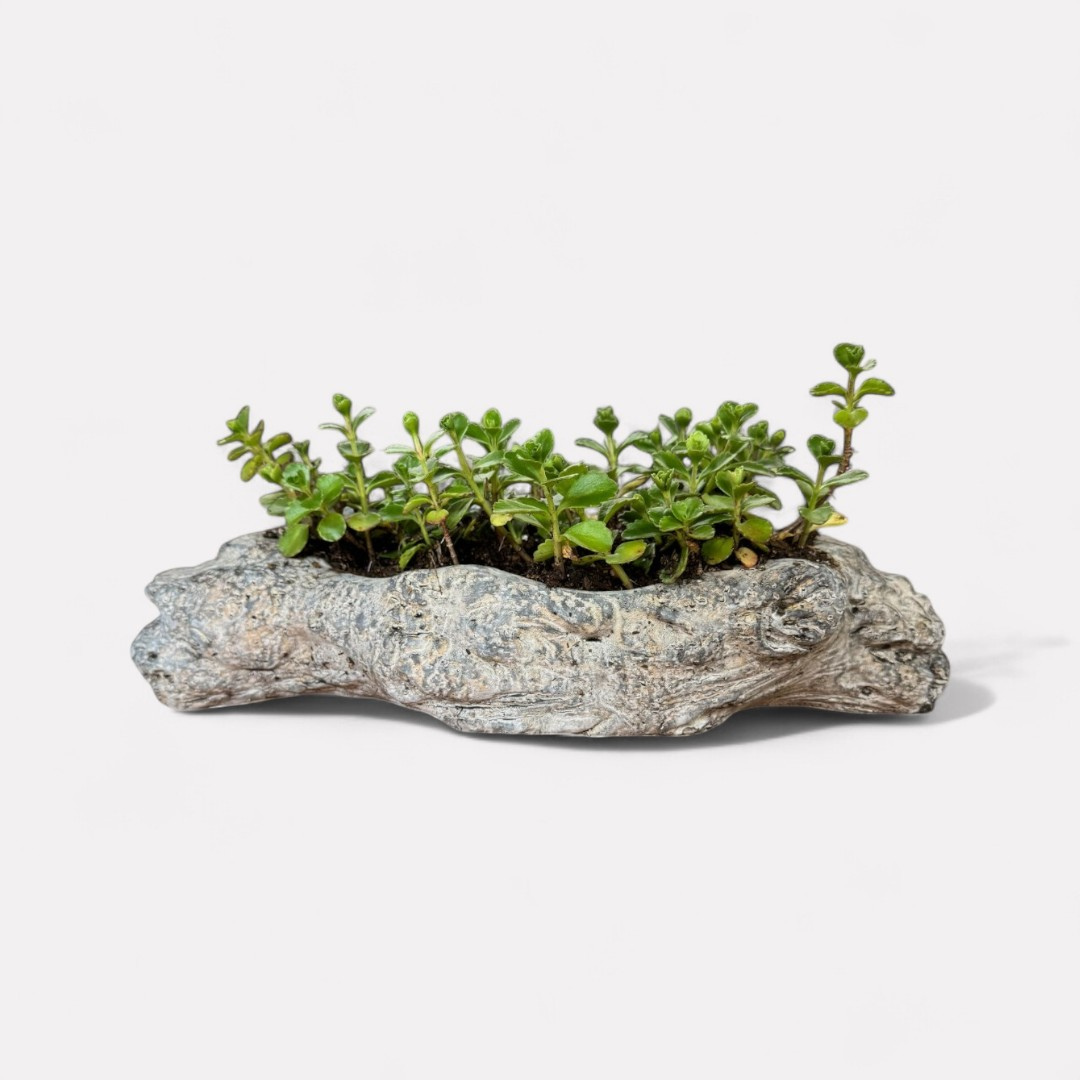 Oakes Cement Planter, Unique Driftwood-Inspired Design, 15"L x 6.5"W x 3.1"H