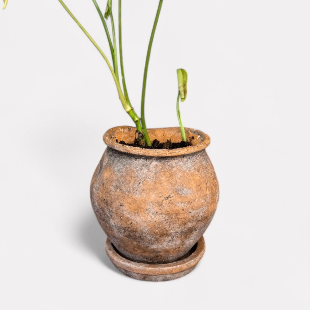 Odyssey Planter with Dish, Cement Pot in Aged Terracotta, 6"D x 6.5"H