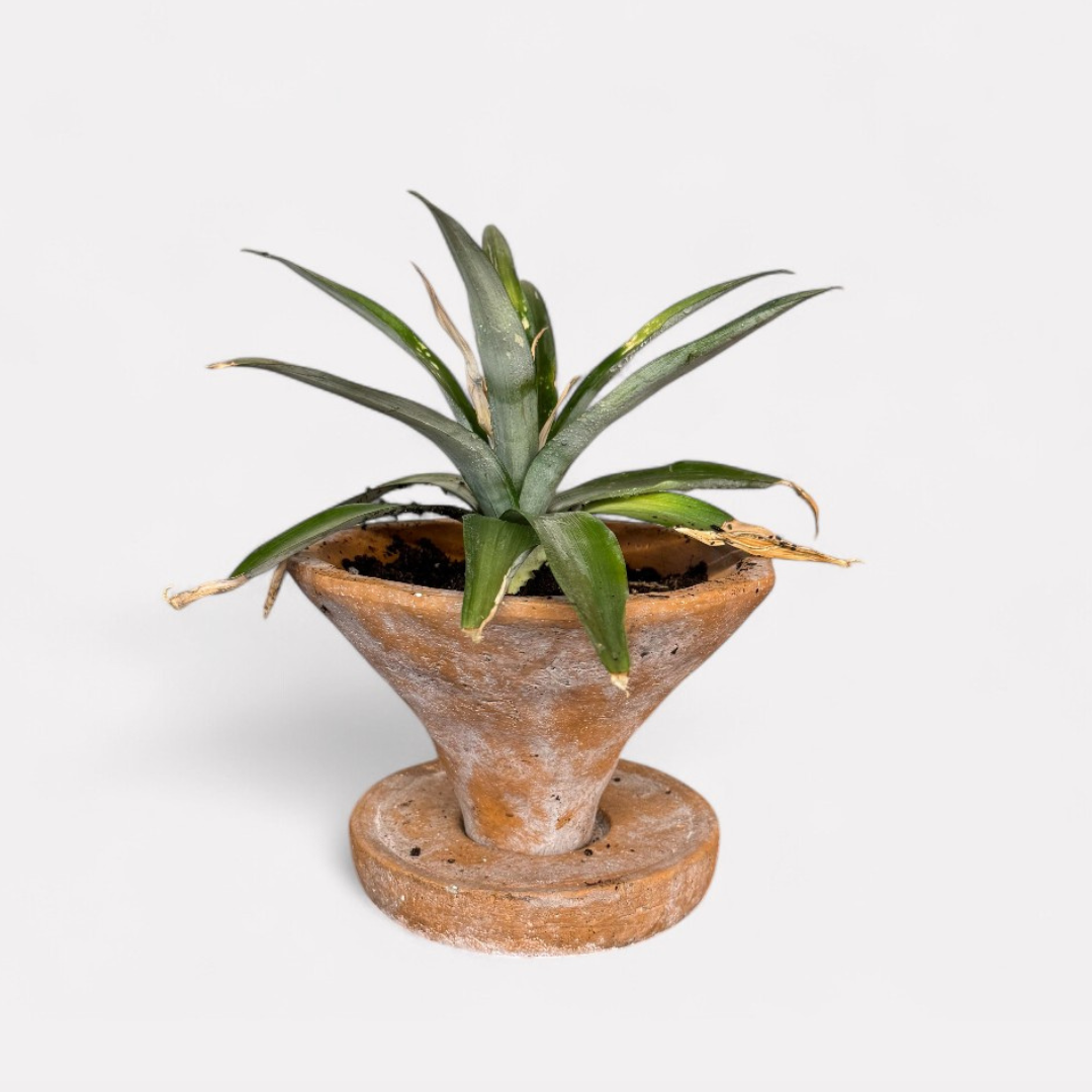 Athena Cement Pot with Dish, hand-painted in Aged Terracotta, 7"D x 4.7"H